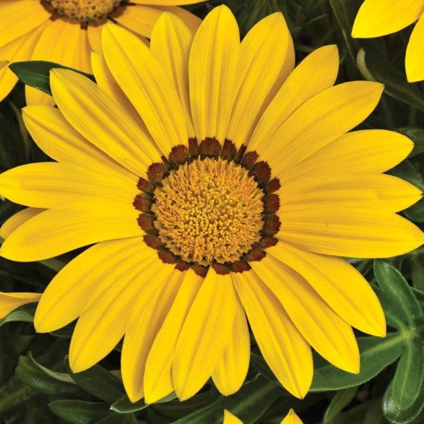 Насіння газанії блискуча Промеза жовта /20 насінин/ *Hem Zaden*