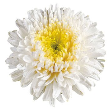 Астра Принцесса белая /5 г/ *Hem Zaden*