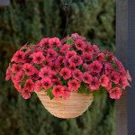 Петунія Ізі Вейв F1 беррі велюр (berry velour) /10 насінин (драже)/ *Pan American*