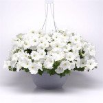 Петуния Изи Вейв F1 белая (white) /10 семян (драже)/ *Pan American*