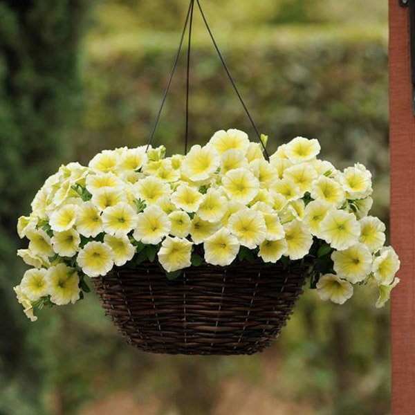 Семена петунии Изи Вейв F1 желтая (yellow) /10 семян (драже)/ *Pan American*