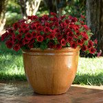 Петуния Изи Вейв F1 ред велюр (red velour) /10 семян (драже)/ *Pan American*