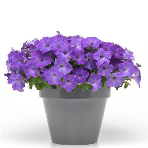 Насіння петунії Ізі Вейв F1 лаванда небесно-блакитна (lavender sky blue) /10 насінин (драже)/ *Pan American*