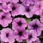 Петуния Изи Вейв F1 сливовая с прожилками (plum vein) /10 семян (драже)/ *Pan American*