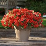 Петунія Ізі Вейв F1 червона (red) /10 насінин (драже)/ *Pan American*