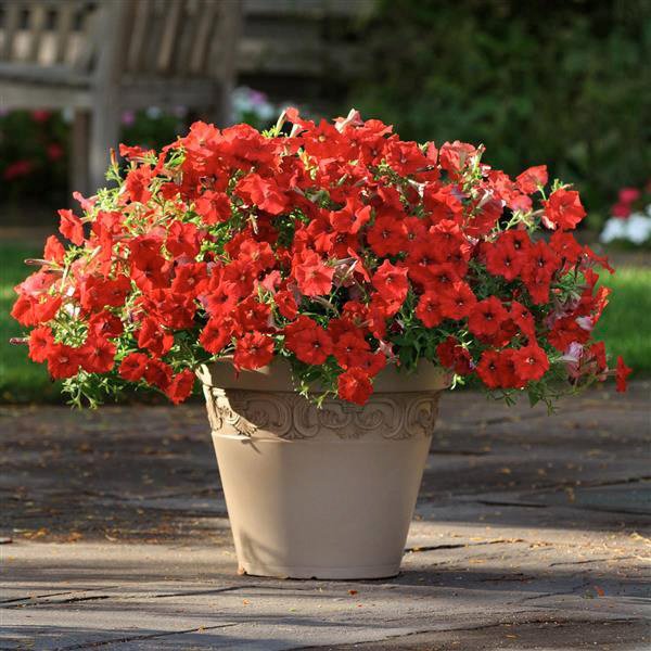 Семена петунии Изи Вейв F1 красная (red) /10 семян (драже)/ *Pan American*