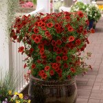 Петуния Тайдал Вейв F1 ред велюр (red velour) /10 семян (драже)/ *Pan American*