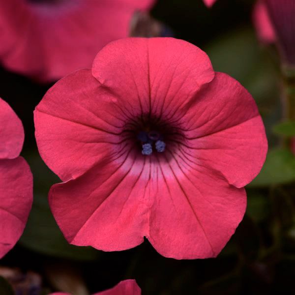 Семена петунии Тайдал Вейв F1 хот пинк (hot pink) /10 семян (драже)/ *Pan American*