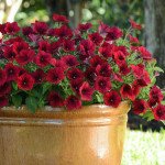 Петуния Тайдал Вейв F1 черри (cherry) /10 семян (драже)/ *Pan American*