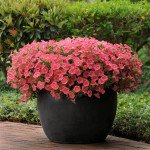 Петунія Шок Вейв F1 корал краш (coral crush) /10 насінин (драже)/ *Pan American*