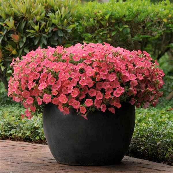 Семена петунии Шок Вейв F1 корал краш (coral crush) /10 семян (драже)/ *Pan American*