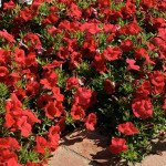 Петунія Шок Вейв F1 червона (red) /10 насінин (драже)/ *Pan American*