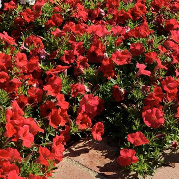 Семена петунии Шок Вейв F1 красная (red) /10 семян (драже)/ *Pan American*