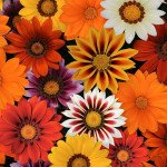 Газанія Нью Дей F1 суміш /20 насінин/ *Pan American*