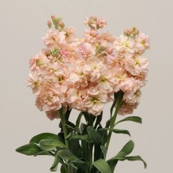 Маттиола Кетс абрикосовая (apricot) /50 семян/ *Pan American*