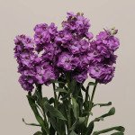 Маттиола Кетс синяя (blue) /50 семян/ *Pan American*