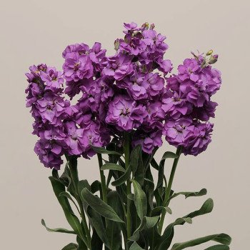 Маттиола Кетс синяя (blue) /50 семян/ *Pan American*