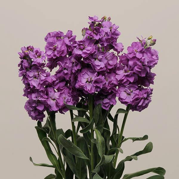 Насіння матіоли Кетс синя (blue) /50 насінин/ *Pan American*