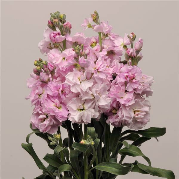 Семена маттиолы Кетс чери (cherry blossom) /50 семян/ *Pan American*