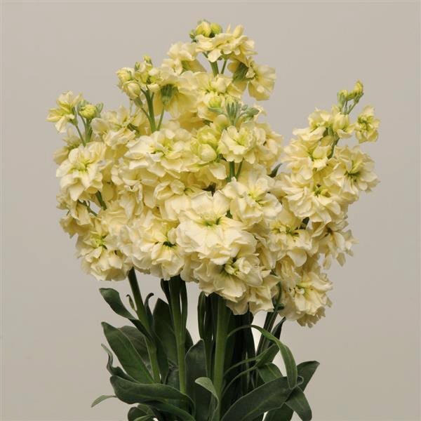 Насіння матіоли Кетс жовта (yellow) /50 насінин/ *Pan American*