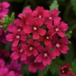 Вербена Кварц XP F1 бордо (bordeaux) /50 насінин/ *Pan American*