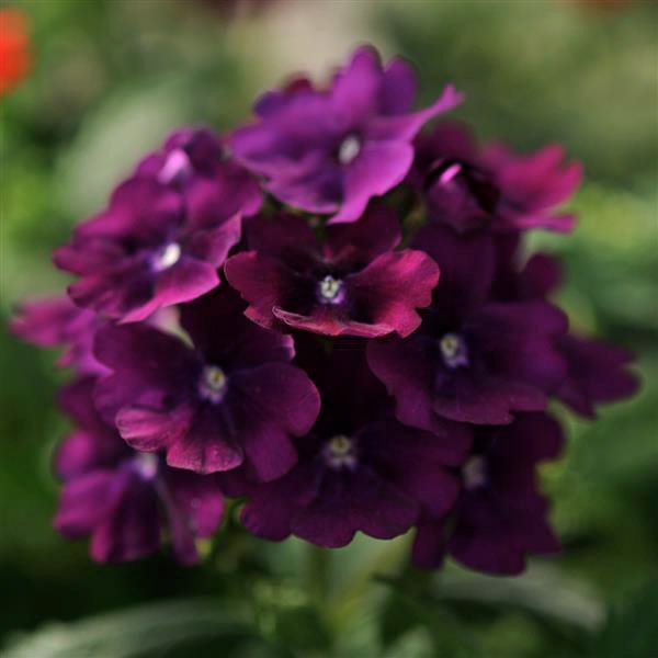 Насіння вербени Кварц XP F1 пурпурова (purple) /20 насінин/ *Pan American*