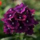 Вербена Кварц F1 пурпурова (purple) /50 насінин/ *Pan American*