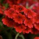 Вербена Кварц F1 скарлет (scarlet) /50 насінин/ *Pan American*