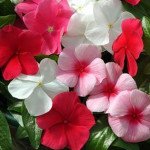 Катарантус Медітер F1 суміш (mix) /20 насінин/ Pan American*