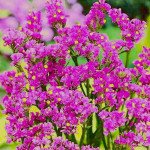 Кермек Американ Бьюти /5 г/ *Hem Zaden*