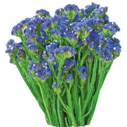 Кермек Синій Туман /5 г/ *Hem Zaden*