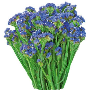 Кермек Синій Туман /5 г/ *Hem Zaden*