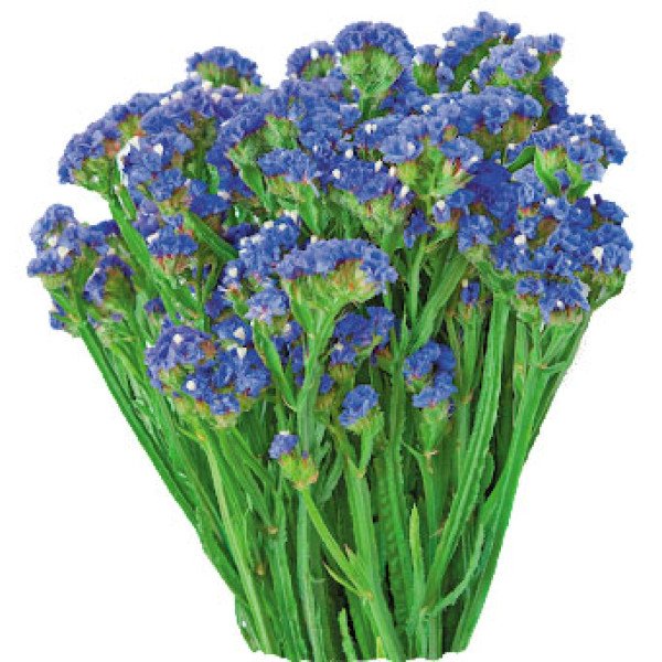 Насіння статиці Синій Туман /5 г/ *Hem Zaden*