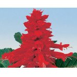 Сальвия Аморе скарлет /50 семян/ *Hem Genetics*