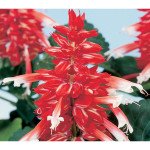 Сальвія Аморе скарлет біколор (scarlet bicolor) /50 насінин/ *Hem Genetics*