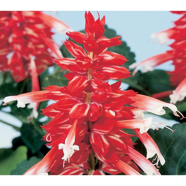 Семена сальвии Аморе скарлет биколор (scarlet bicolor) /50 семян/ *Hem Genetics*