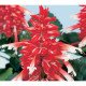 Сальвия Аморе скарлет биколор (scarlet bicolor) /50 семян/ *Hem Genetics*