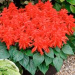 Сальвія Редді яскраво-червона /50 насінин/ *Hem Genetics*