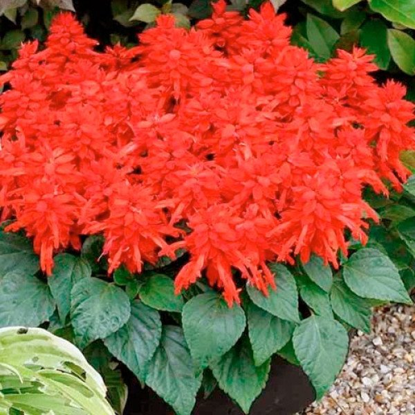 Насіння сальвії Редді яскраво-червона /50 насінин/ *Hem Genetics*