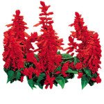 Сальвія Фарао червона /1 г/ *Hem Zaden*