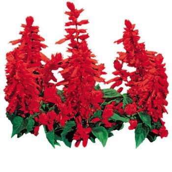 Сальвия Фарао красная /1 г/ *Hem Zaden*