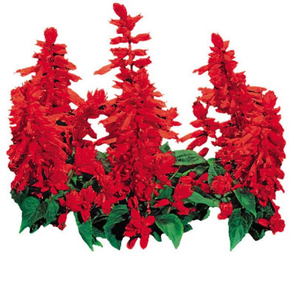 Насіння сальвії Фарао червона /1 г/ *Hem Zaden*