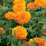 Бархатцы Мандарин оранжевые /5 г/ *Hem Zaden*