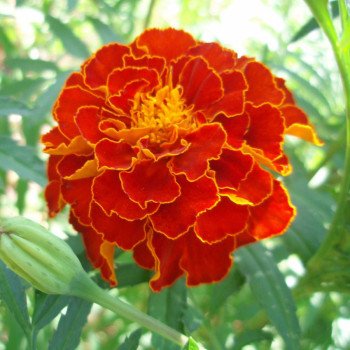 Бархатцы Пантера красные /5 г/ *Hem Zaden*