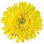 Астра Принцесса желтая /5 г/ *Hem Zaden*