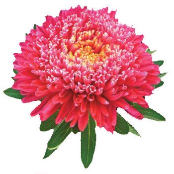 Астра Принцесса кримсон /5 г/ *Hem Zaden*