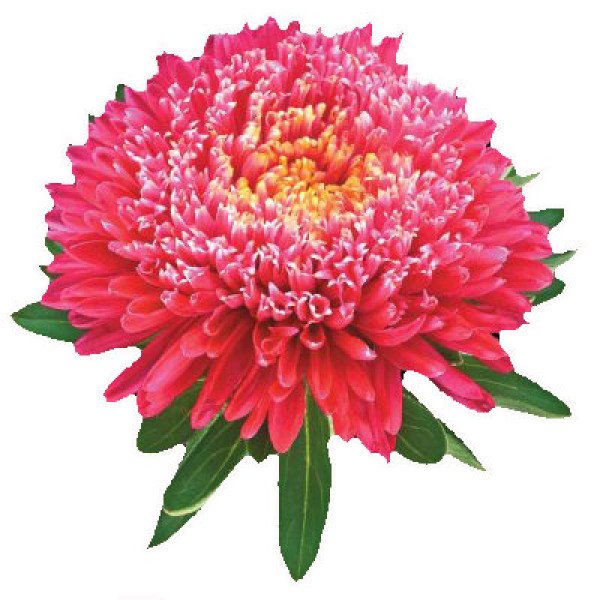 Насіння айстри Принцеса кримсон /5 г/ *Hem Zaden*