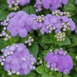 Агератум Алоха F1 синій /50 насінин/ *Hem Genetics*