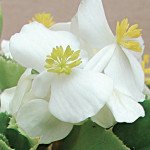 Бегония Вариация F1 белая /100 гранул/ *Cerny*