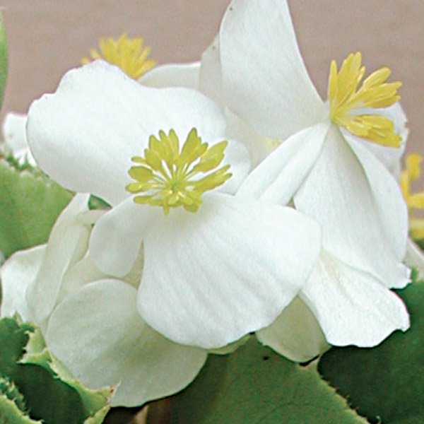 Насіння бегонії Варіація F1 біла /100 гранул/ *Cerny*